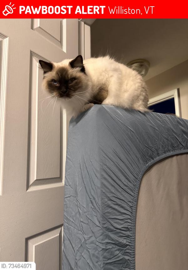 Lost Male Cat last seen Near the lamplight neighborhood area, Williston, VT 05495