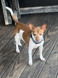 Lost Male Dog last seen Goodwill Store..Williamston, Hamilton St , The Pink hse, Pelzer, SC 29669
