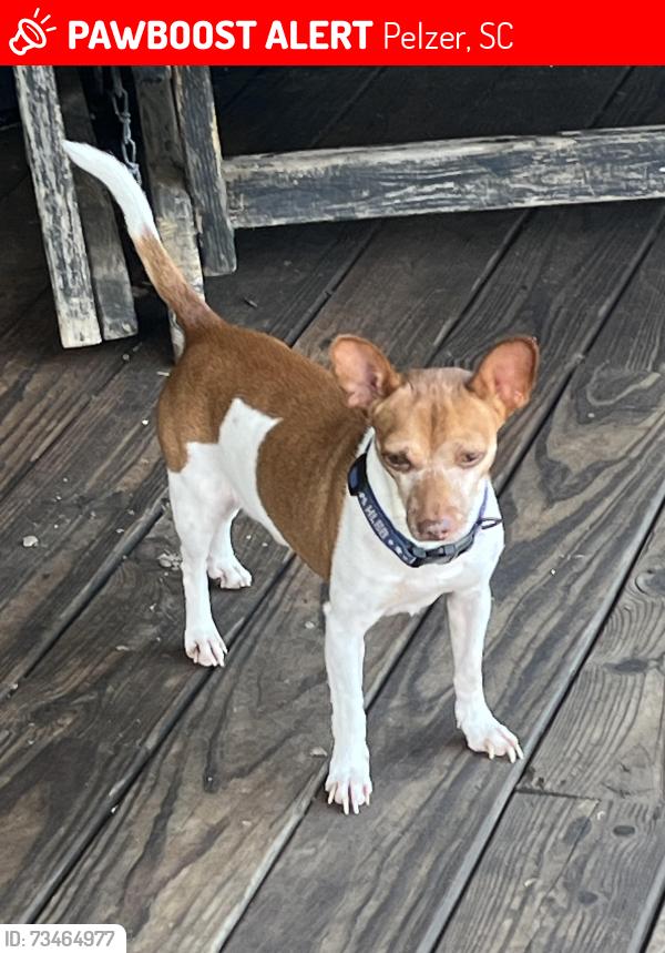 Lost Male Dog last seen Goodwill Store..Williamston, Hamilton St , The Pink hse, Pelzer, SC 29669