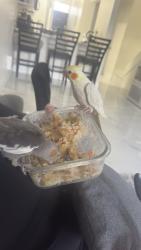 Lost Male Bird last seen Near Hialiah garden, Hialeah, FL 33016