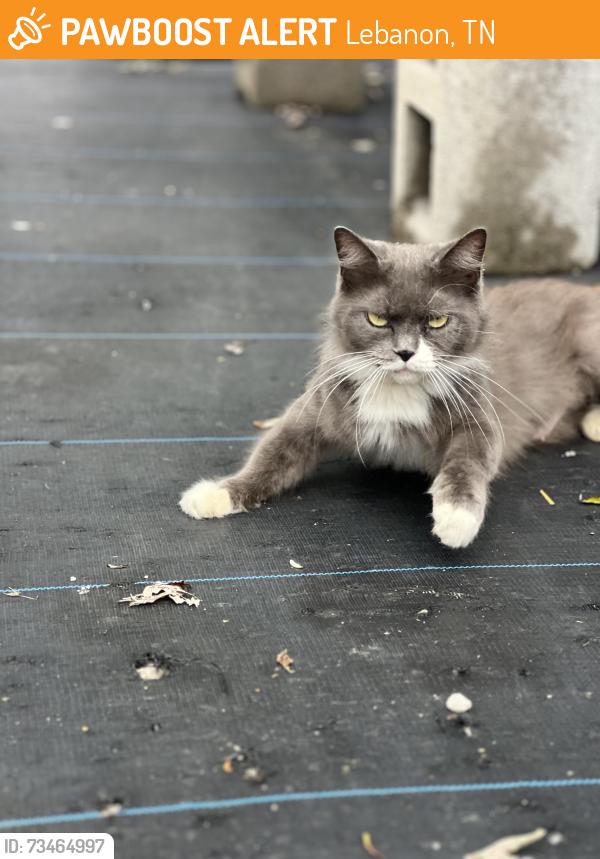 Found/Stray Female Cat last seen Valley Growers Garden Center, Lebanon, TN 37087