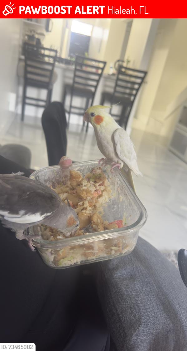 Lost Male Bird last seen Near Hialiah garden, Hialeah, FL 33016