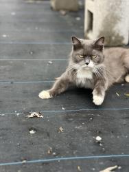 Found/Stray Female Cat last seen Valley Growers Garden Center, Lebanon, TN 37087