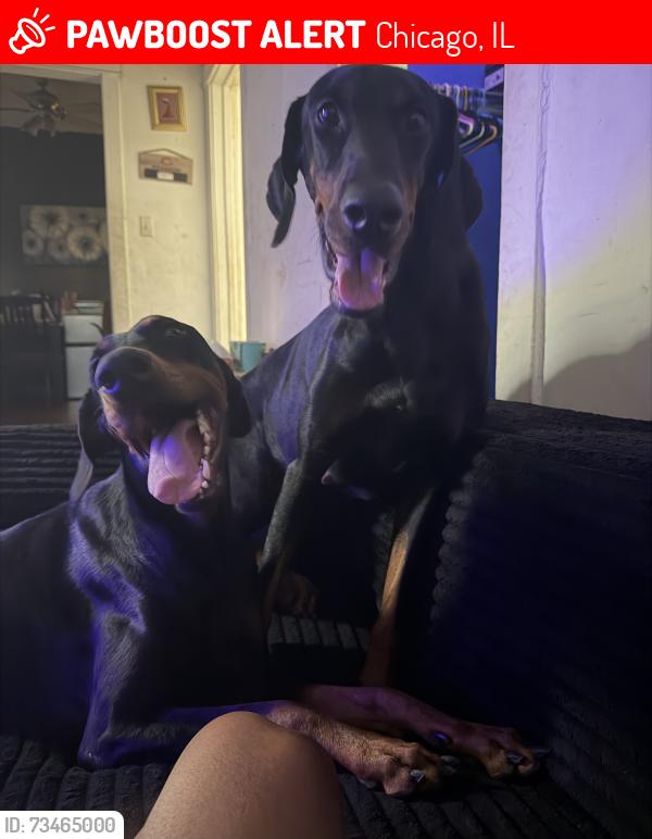 Lost Female Dog last seen Lavergne and gladys, Chicago, IL 60644