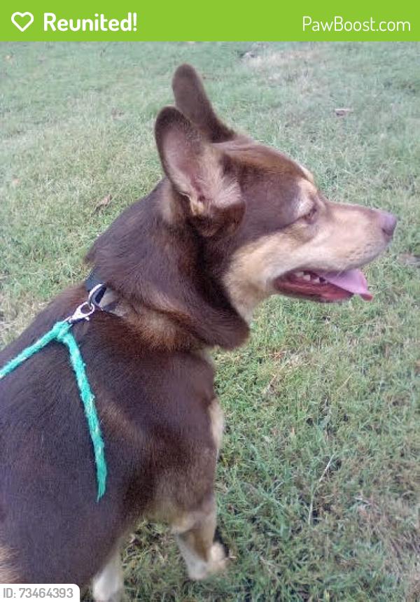 Reunited Unknown Dog last seen Sulphur Springs, Breckenridge, Murfreesboro, TN 37129