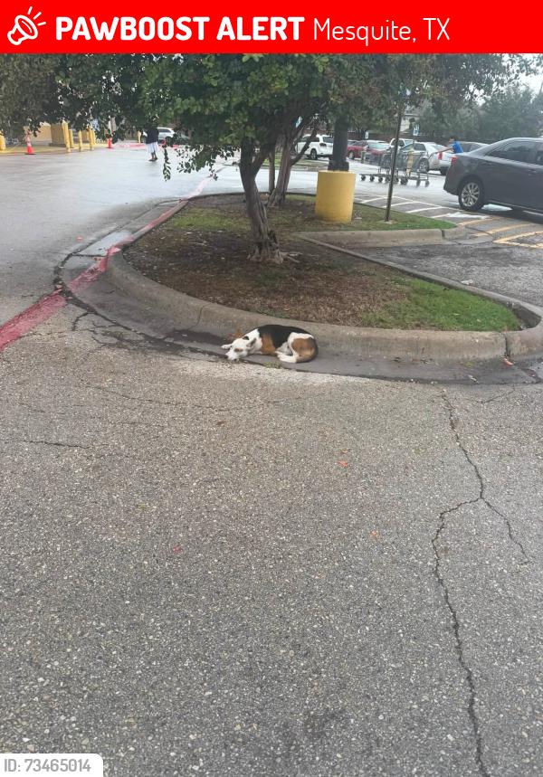 Lost Male Dog last seen Kroger's fathion p Lucas sr, Mesquite, TX 75181