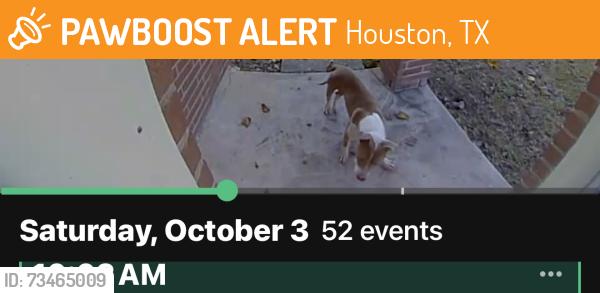 Found/Stray Unknown Dog last seen Richview dr, Houston, TX 77060