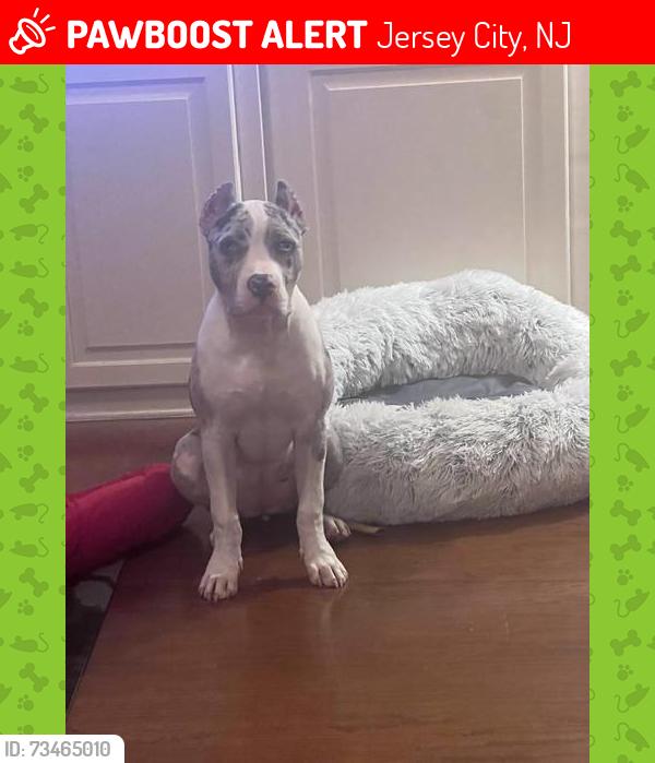 Lost Female Dog last seen Near Clifton Pl, Jersey City, NJ 07304