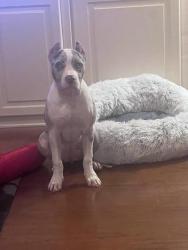 Lost Female Dog last seen Near Clifton Pl, Jersey City, NJ 07304