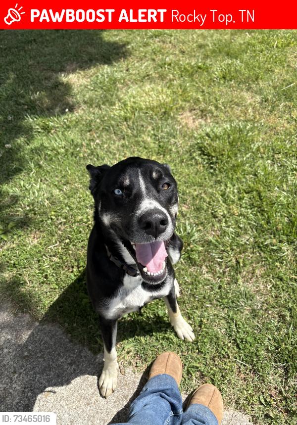 Lost Male Dog last seen Big Jon’s gas station, Rocky Top, TN 37769