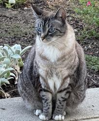 Reunited Female Cat last seen Near McCorkle, St. Helena, CA 94574