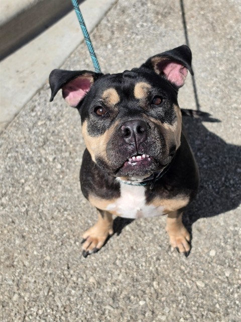 Shelter Stray Female Dog last seen ST PETERS, 4850 Mid Rivers Mall Dr, St Peters, MO 63376, USA