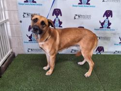 Shelter Stray Female Dog last seen , 2769 Conroy Rd, Orlando, FL 32839, USA