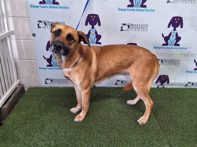 Shelter Stray Female Dog last seen , 2769 Conroy Rd, Orlando, FL 32839, USA
