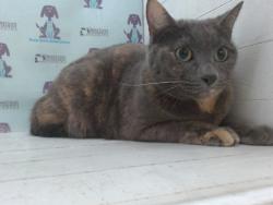 Shelter Stray Female Cat last seen , 2769 Conroy Rd, Orlando, FL 32839, USA
