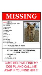 Lost Male Dog last seen Vons, Las Vegas, NV 89113