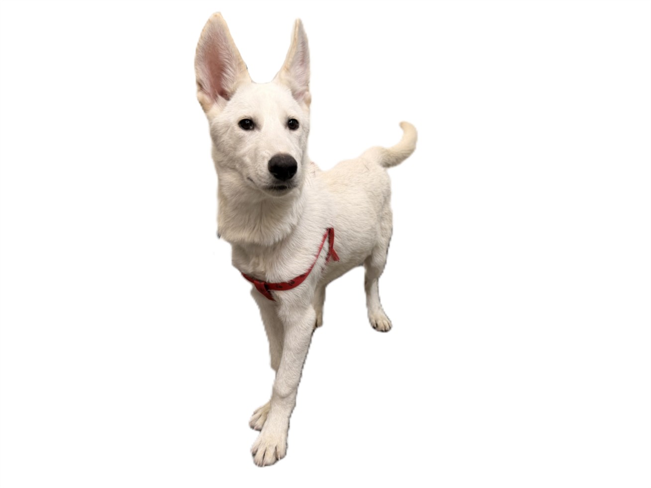 Shelter Stray Male Dog last seen , 3201 Lacy St, Los Angeles, CA 90031, USA