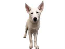 Shelter Stray Male Dog last seen , 3201 Lacy St, Los Angeles, CA 90031, USA