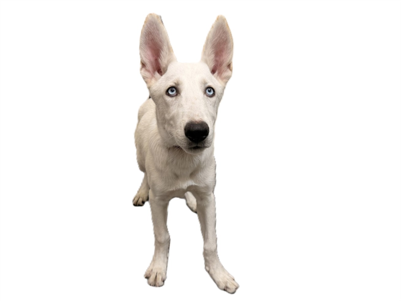 Shelter Stray Female Dog last seen , 3201 Lacy St, Los Angeles, CA 90031, USA