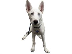 Shelter Stray Female Dog last seen , 3201 Lacy St, Los Angeles, CA 90031, USA