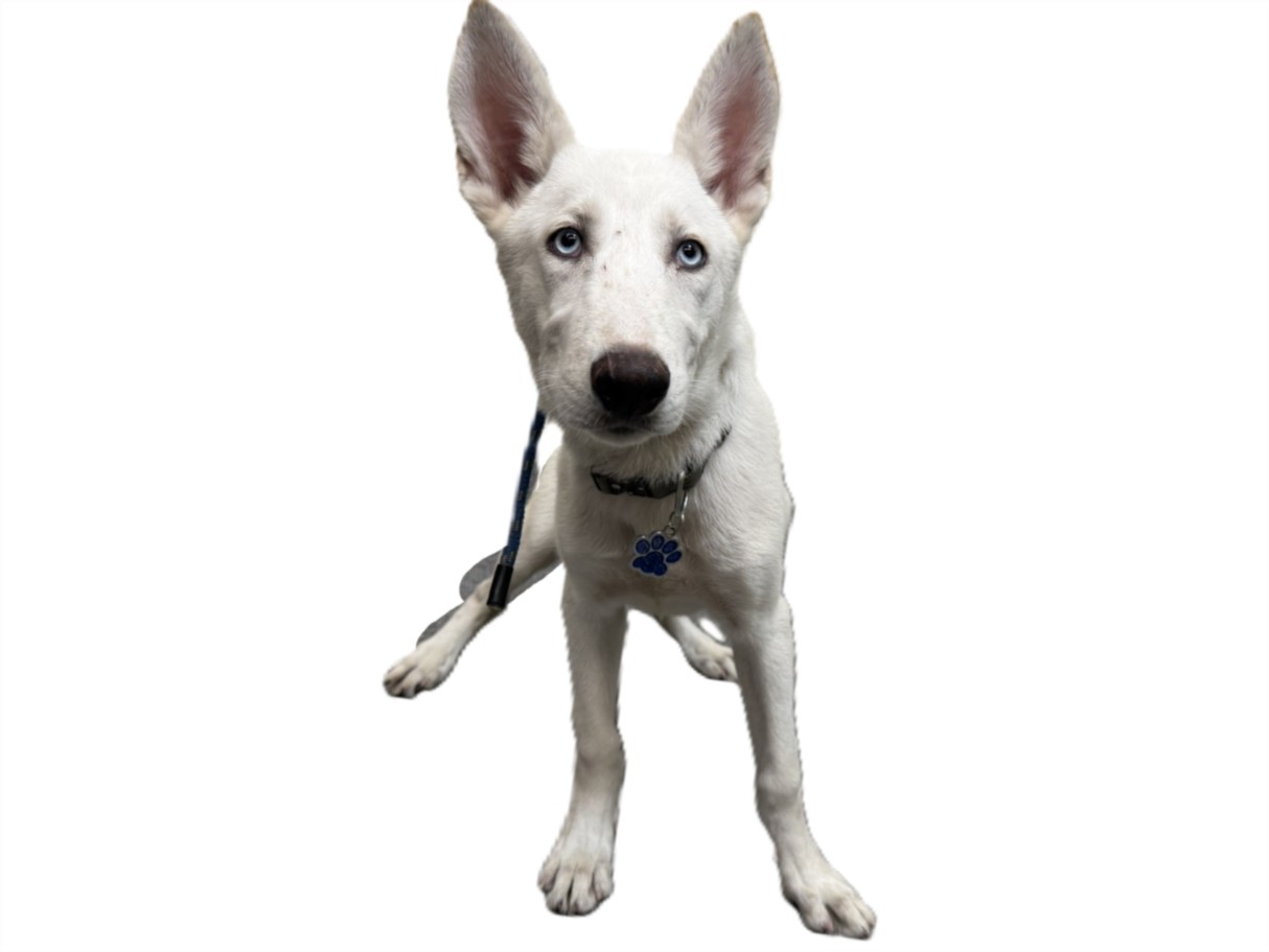 Shelter Stray Female Dog last seen , 3201 Lacy St, Los Angeles, CA 90031, USA