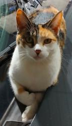 Lost Female Cat last seen Grassy Branch Rd + E 196th St., Westfield, IN 46074