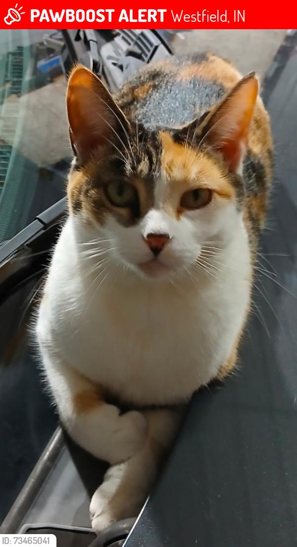 Lost Female Cat last seen Grassy Branch Rd + E 196th St., Westfield, IN 46074