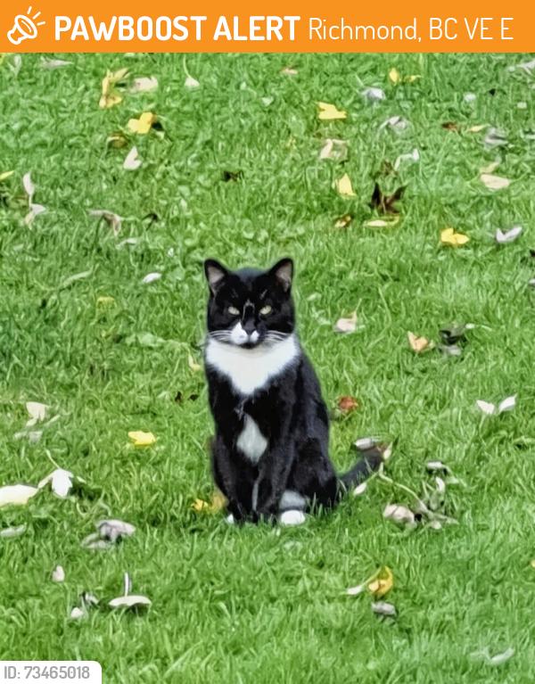 Found/Stray Male Cat last seen Pendlebury Rd @ Geal Road, Richmond, BC V7E 1E9