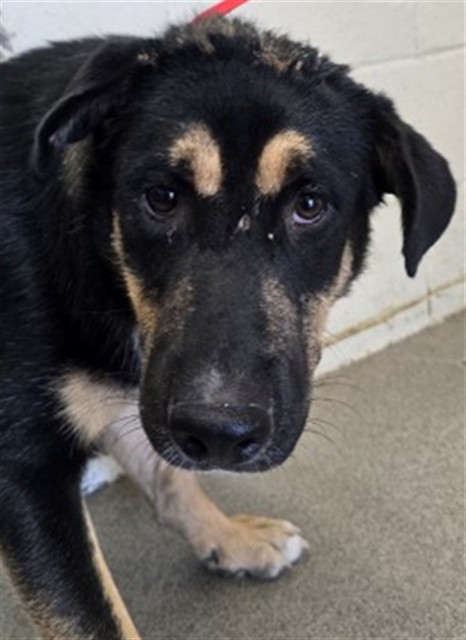 Shelter Stray Male Dog last seen Near BLOCK E EASTON ST, 333 Chandler Pl, San Bernardino, CA 92408, USA