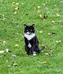 Found/Stray Male Cat last seen Pendlebury Rd @ Geal Road, Richmond, BC V7E 1E9