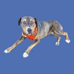 Shelter Stray Male Dog last seen Near BLOCK E TROTTER AVE, MOJAVE CA 93501, 3951 Fruitvale Ave, Bakersfield, CA 93308, USA