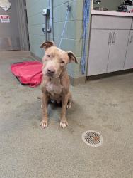 Shelter Stray Male Dog last seen Near BLOCK W 1ST ST, 2020 Forest St, Jacksonville, FL 32204, USA