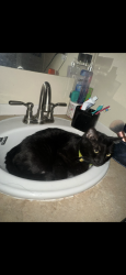 Lost Male Cat last seen Mission rd, Fallbrook, CA 92028