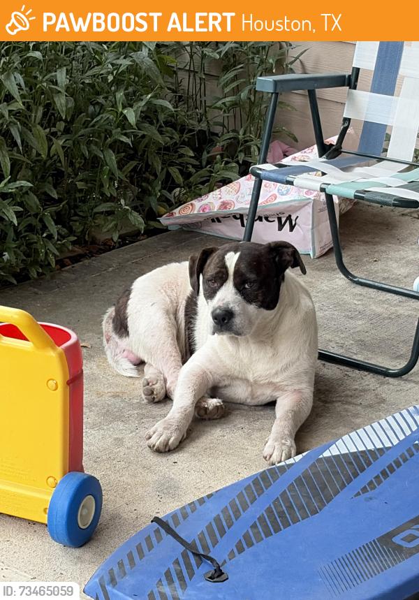 Found/Stray Male Dog last seen Near Sonoma Oak Dr, Houston, TX 77041