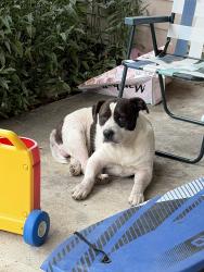 Found/Stray Male Dog last seen Near Sonoma Oak Dr, Houston, TX 77041