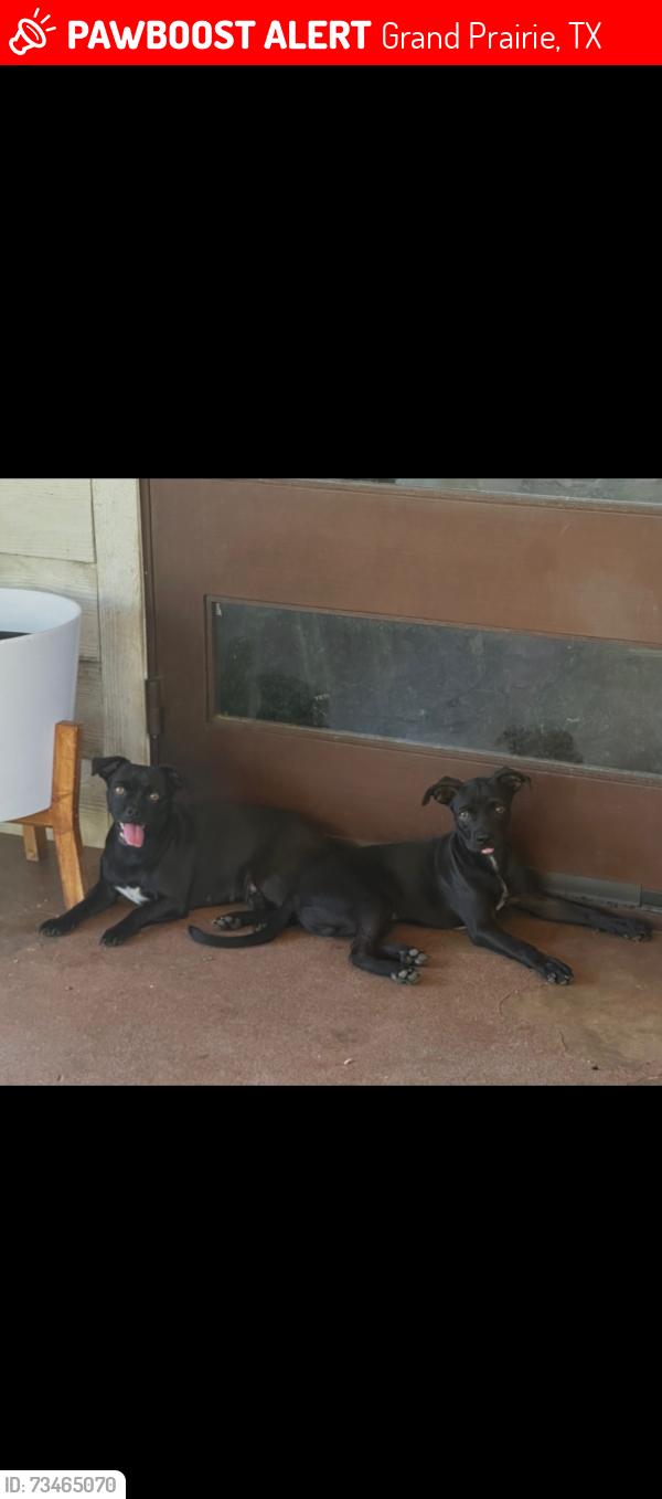 Lost Female Dog last seen Marshal & 3rd street, Grand Prairie, TX 75051