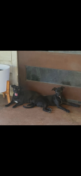 Lost Female Dog last seen Marshal & 3rd street, Grand Prairie, TX 75051