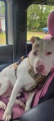 Found/Stray Male Dog last seen Hazelwood and Terry St, Columbia, SC 29209