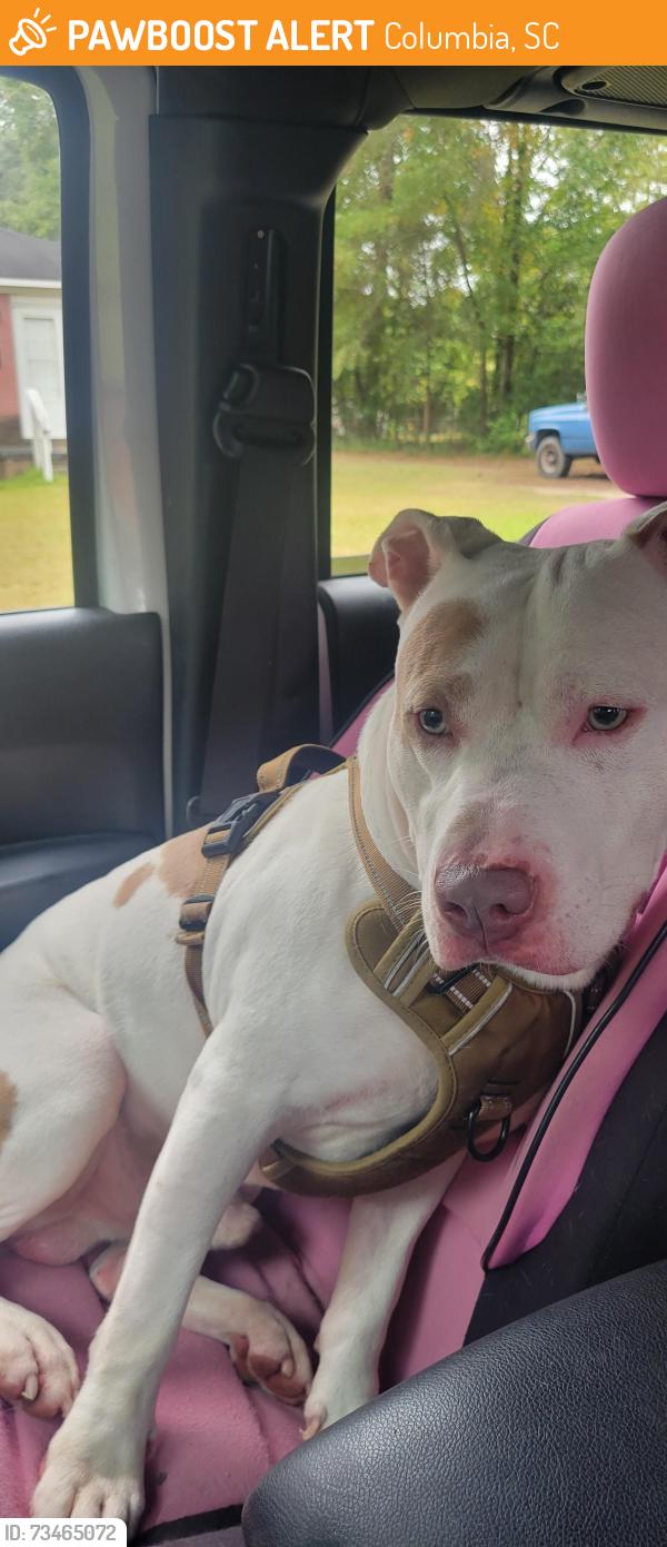 Found/Stray Male Dog last seen Hazelwood and Terry St, Columbia, SC 29209