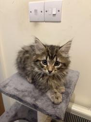 Lost Male Cat last seen Swindon Town centre, Swindon, England SN1 5AP