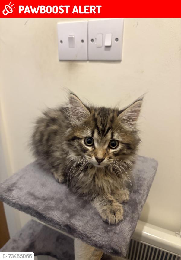 Lost Male Cat last seen Swindon Town centre, Swindon, England SN1 5AP