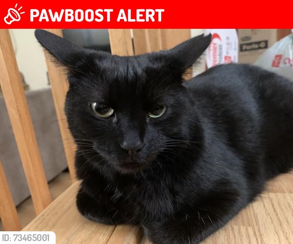 Lost Female Cat last seen Rue Alexandre Taschereau & Rue Adolphe - Chapleau, Vaudreuil-Dorion, QC 