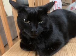 Lost Female Cat last seen Rue Alexandre Taschereau & Rue Adolphe - Chapleau, Vaudreuil-Dorion, QC 