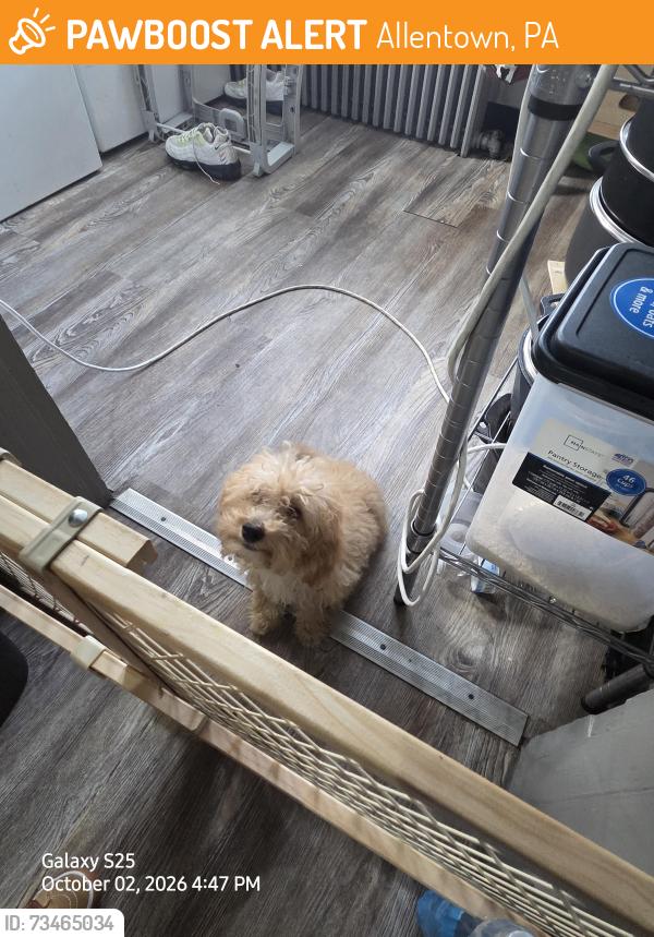 Found/Stray Female Dog last seen Linden st, corner 12th, Allentown, PA 18102