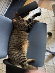 Lost Male Cat last seen El Salido and Clay Ln., Cedar Park, TX 78613