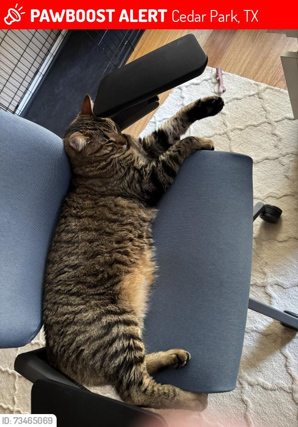 Lost Male Cat last seen El Salido and Clay Ln., Cedar Park, TX 78613