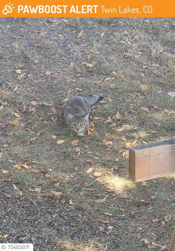 Found/Stray Unknown Cat last seen 72nd and pecos, Twin Lakes, CO 80221