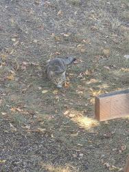 Found/Stray Unknown Cat last seen 72nd and pecos, Twin Lakes, CO 80221