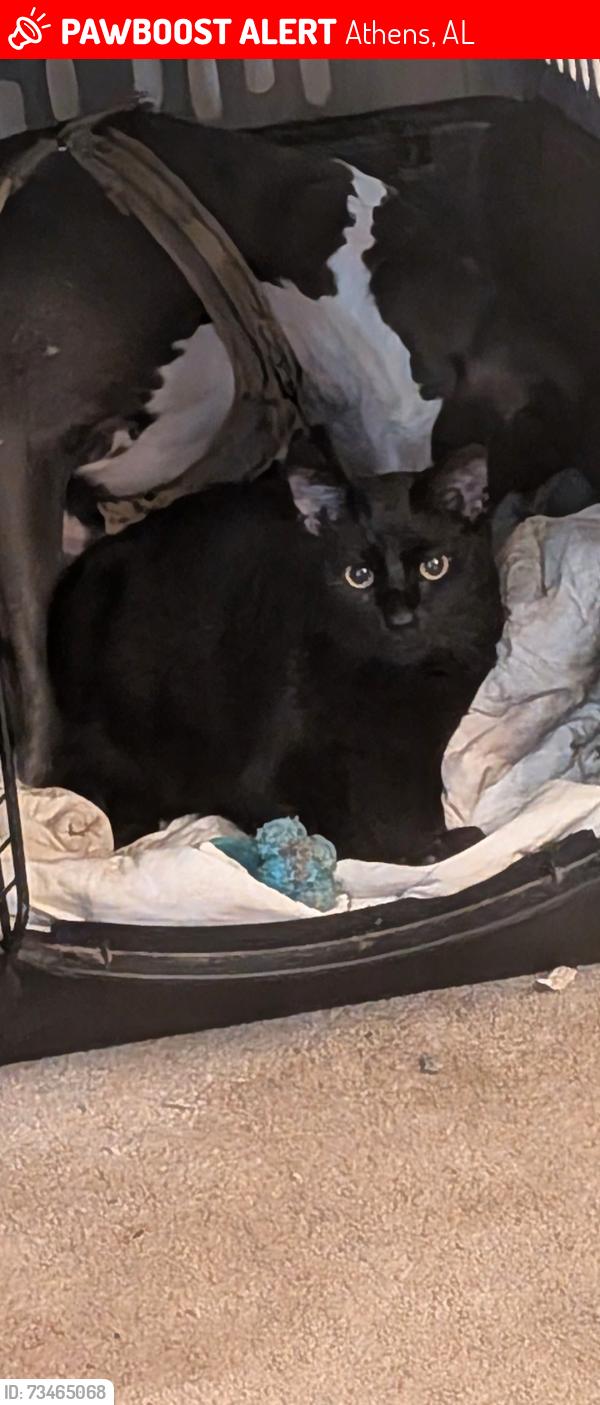 Lost Male Cat last seen Dement Cemetery, Athens, AL 35611