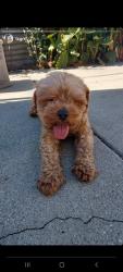 Found/Stray Male Dog last seen Cameron ave/Hollenbeck ave, West Covina, CA 91791
